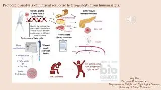 BIOC448B_Ying_Zhu_Proteomic analysis of nutrient response heterogeneity from human islets