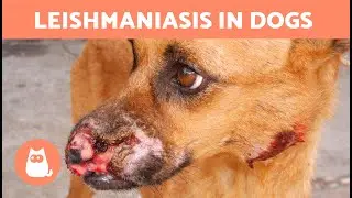 LEISHMANIASIS in DOGS 🐶🦟 Treatment and Prevention