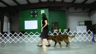 2b. Heeling: Oregon 4-H Dog Obedience Project