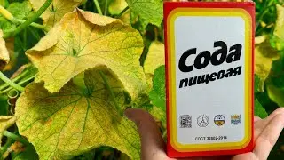 Быстро спас огурцы от пожелтения! Простое средство для огурцов