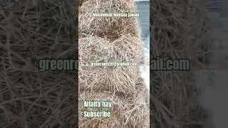 Greenroots Pakistan &ndash; Quality Rhodes Grass & Alfalfa #agriculture  #farming #wheat  #rhodeisland