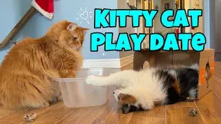 Kitty Cat Play Date: Feline Fun And Games 🐈🐈&zwj;⬛🐈