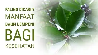 DAUN LEMPENI: Rahasia Manfaat Daun Lempeni untuk Kesehatan | Tanaman Herbal yang Mulai Dilupakan