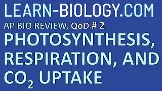 Learn Biology com AP Bio Review Question of the Day # 2 Photosynthesis and Respiration