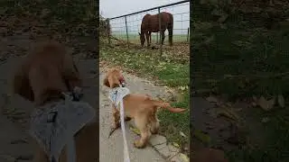 Puppy&rsquo;s reaction to the horse 🐴 English Cocker Spaniel Robby (back to 2020) #cockerspaniel