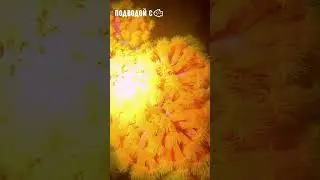 anemones and sleeping parrotfish in night #scubadiving #cuteanimals #underwater #maledives #travel