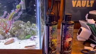 Treating Cyanobacteria with Brightwell products