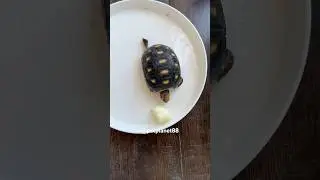 🐢Tortoise vs Honeydew #petplanet88 #youtubeshorts #tortoise #redfoot #animalshorts #cherryhead #pet
