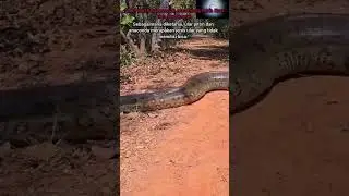 Python vs Anaconda. Mana yg Lebih Berbahaya?