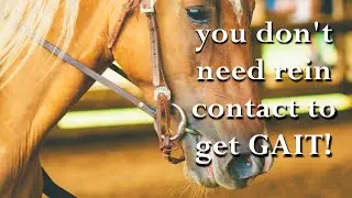 You don't need rein contact to get GAIT!!!  LIVE
