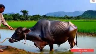 Water Buffalo: The Mighty Guardian of Wetlands!