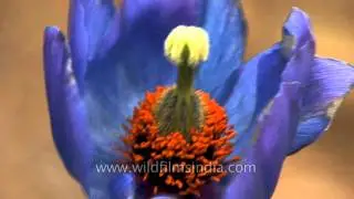 Most Beautiful Himalayan Flower? Rare Blue Poppy In Sikkim