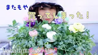 babatamagoの庭/【再投稿】アネモネとラナンキュラスがやめられない