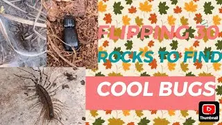 Flipping 30 rocks to find Cool bugs