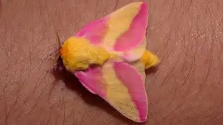 Rosy Maple Moth- Fluffy Moth! Pink Cutie! The Cutest Moth on my channel: (Bart Coppens)
