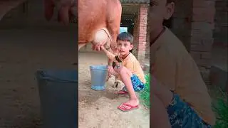 choti choti gaiya heeh eg #song #love #funny