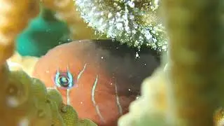 フタイロサンゴハゼの卵が動いてる　ばがーじま