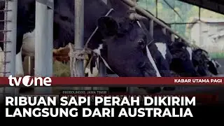 Dongkrak Produktivitas Susu, Jatim Kedatangan 1.080 Ekor Sapi dari Australia | Kabar Utama Pagi