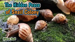Unveiling the Peaceful lives of Snails #snail #snailvideo  #SnailLife #PeacefulSnails #greensnail