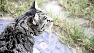 My cat enjoying life in HD
