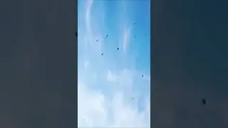 САМАРКАНДСКИЕ ГОЛУБИ ОТ САНЖАРА