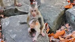 Beautiful Clip | When All Baby in Wild want to Enjoy with Molie What Adorable Reaction Will Happen !