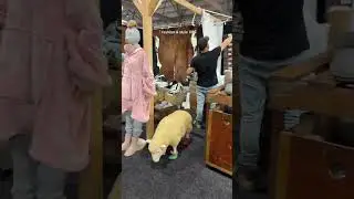 come find us at sydney royal easter show!