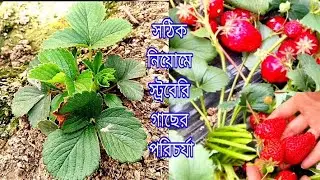 🍓Strawberry farm in India. 🍓পশ্চিমবঙ্গে স্ট্রবেরি চাষের সঠিক পদ্ধতি।🍓#strawberry.#farming #viral 