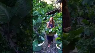 A new kind of homesteading.