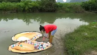 Joalharia: Conchas gigantes de água doce com pérolas douradas raras no lago selvagem desconhecido f