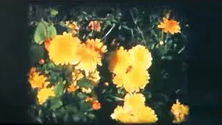 Brian EMO - Flowers