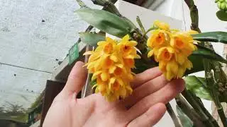 Orqu&iacute;dea Dendrobium Sulcatum - Alma del Bosque