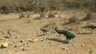 Sariska Tiger Reserve