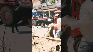 Bill fight 😲 #funny #angrybull #comedy #bull #cow #angryracerbull #trend #greenscreen