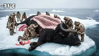 11,200kg Buffalo Hunt at &minus;71&deg;C  One Monster That Feeds Everyone