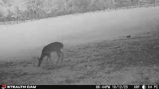 10 12 2025 Early Evening Trail Cam Visitors at the Homestead  Deer & Neighborhood Cats