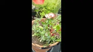 LIVINGSTONE DAISY FINALLY BLOOMS (How does my garden grow) #simpleliving #garden #cornwallliving