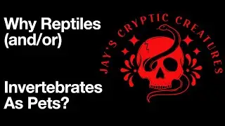 Why Reptiles (and/or Invertebrates) As Pets?