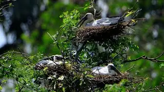 Documentary Of Geography Unlocking ! Relaxing Videos About Bird Wild 0004