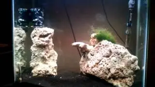 Three stripe damsel eating