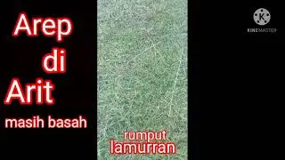RUMPUT LAMURAN #Shorts#