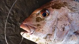 Shellfish Bait vs Fish Bait - NZ Surfcasting