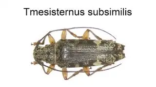 Tmesisternus Subsimilis