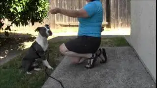 Clicker Training: Exercises for Attention Building With Distractions