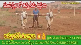 Very super'b Seema bull's sales//indian farming bull's pulling//@ganafarmercreations