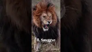 Top 10 Most Famous Lions of Africa #shorts #africa