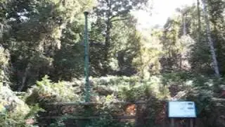 Holme Fen in Cambridgeshire