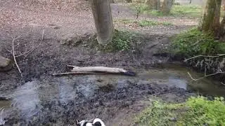 Strongdog wild & dirty south Challenge 2020