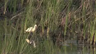 Aigrette neigeuse (Egretta t. thula) Snowy Egret