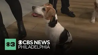 Which dog will be named best in show? National Dog Show returns Philadelphia area